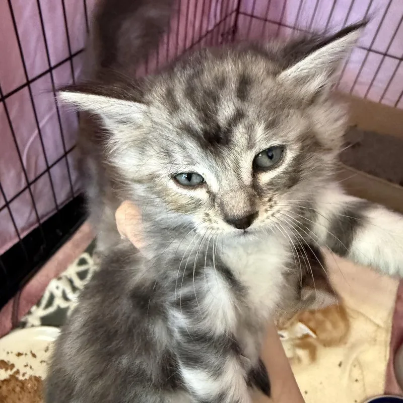 A baby small-sized female Brown / Chocolate Domestic Short Hair cat named Winona for adoption in Austin, TX