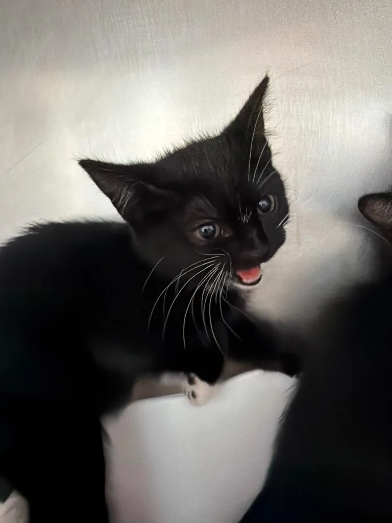 A baby medium-sized female Domestic Short Hair cat named June for adoption in Pomona, NY