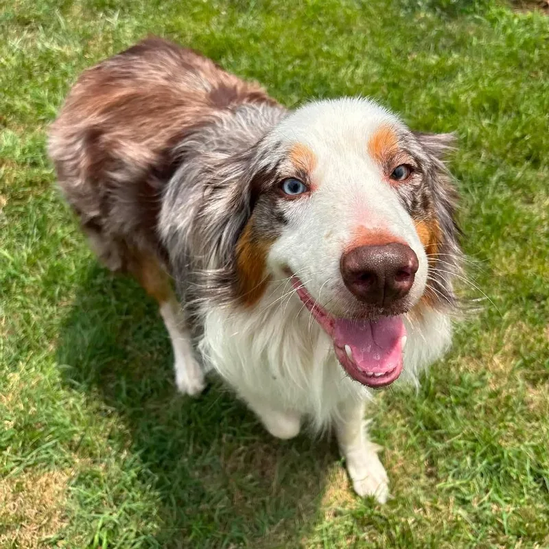 An adult large-sized male Gray / Blue / Silver Australian Shepherd dog named Groot for adoption in Waynesboro, PA