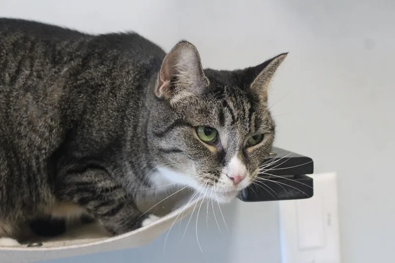 An adult large-sized male Tabby (Brown / Chocolate) Domestic Short Hair cat named Bluster for adoption in Chestertown, MD