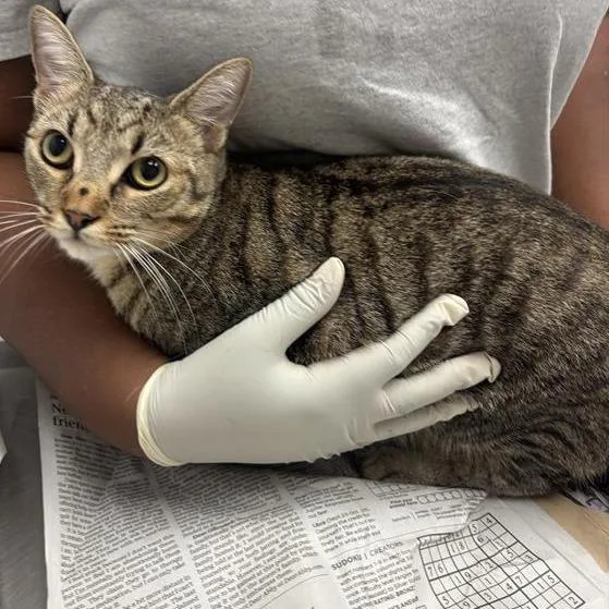 A young medium-sized male Domestic Short Hair cat named Gelato for adoption in Jacksonville, FL