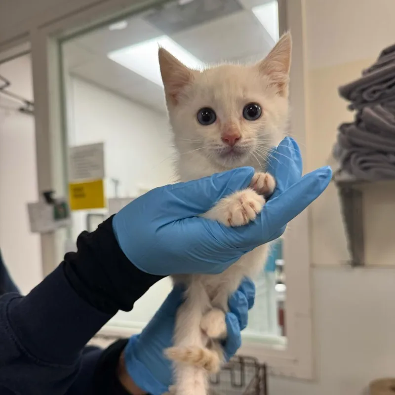 A baby small-sized male Flame Point Domestic Short Hair cat named Marlon Brando for adoption in Los Angeles, CA