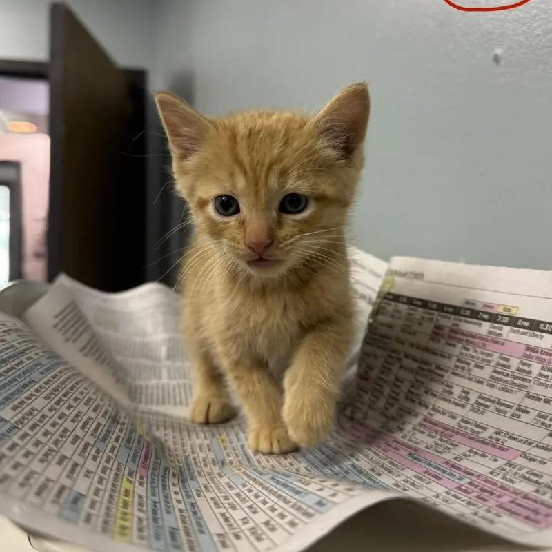 A baby small-sized male Orange / Red Domestic Short Hair cat named Christmas Day for adoption in Columbia, MO