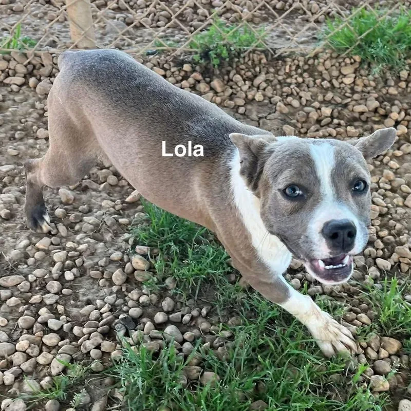 Lola