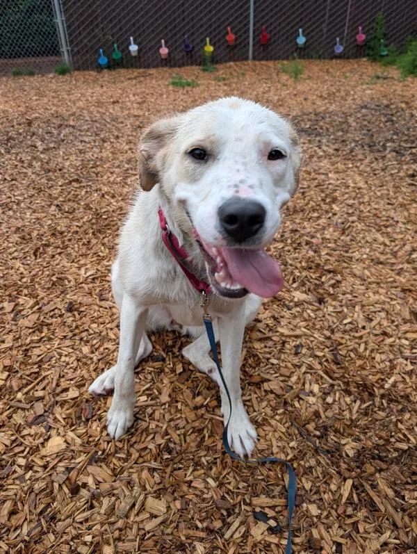 A young large-sized female Dogo Argentino dog named Momo for adoption in Vancouver, WA