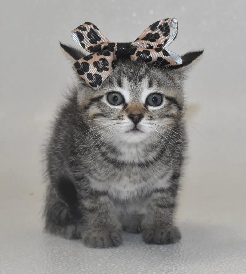 Cheetah thumbnail 2