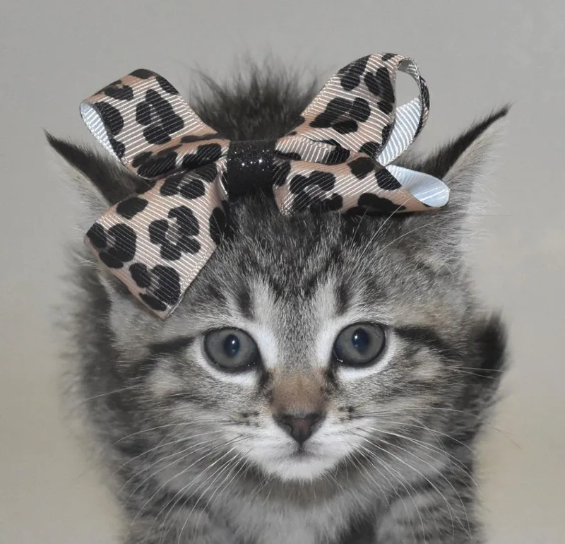 Cheetah thumbnail 3
