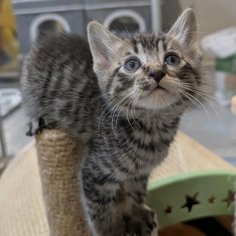 A baby small-sized female Brown / Chocolate Domestic Short Hair cat named Apollo for adoption in Sioux Falls, SD