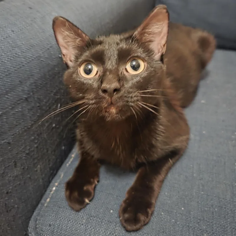 A young medium-sized female Black Domestic Short Hair cat named Bagheera for adoption in Buffalo, MN