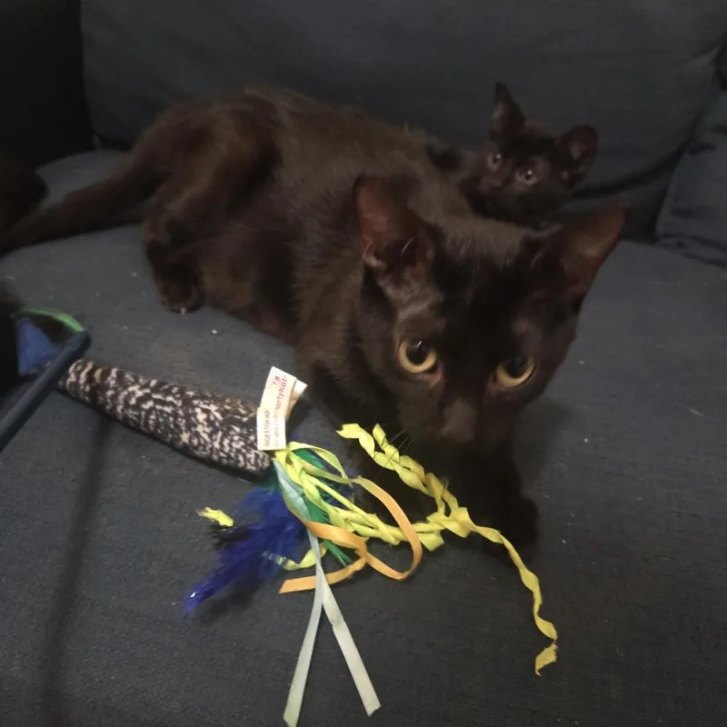 Bagheera thumbnail 2