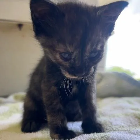 A baby small-sized female Calico Domestic Short Hair cat named Tortilla for adoption in Margate, FL
