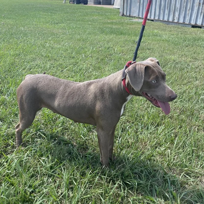 An adult medium-sized female Weimaraner dog named Misty Dawn for adoption in New Orleans, LA
