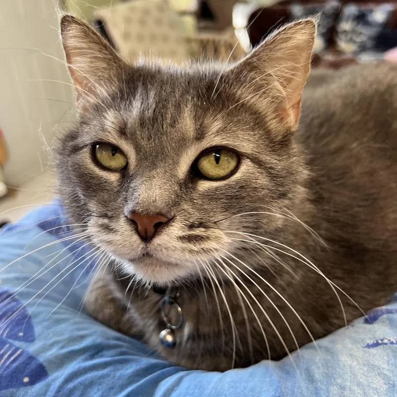A senior medium-sized female Gray / Blue / Silver Domestic Short Hair cat named Bobo for adoption in Germansville, PA