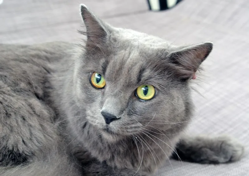Coco