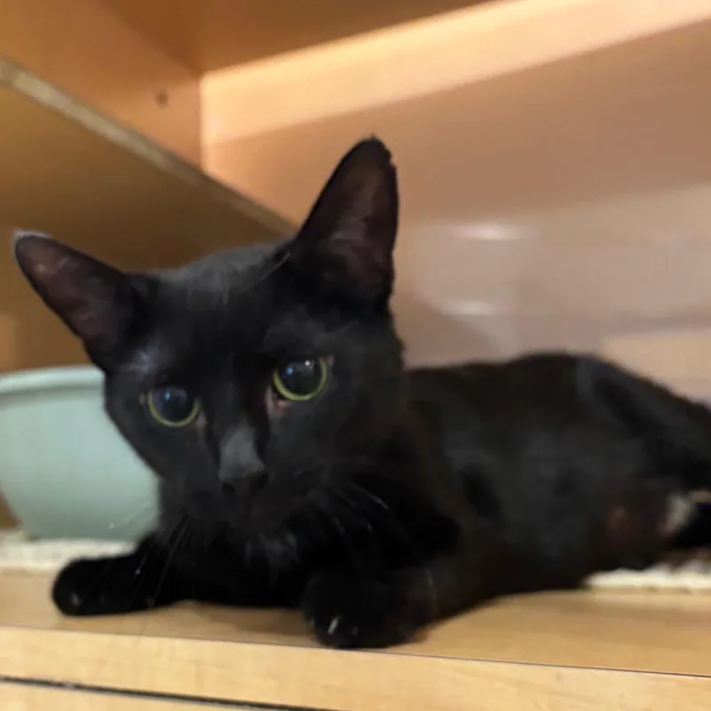 A young medium-sized female Black Domestic Short Hair cat named Friday for adoption in Washington Township, OH