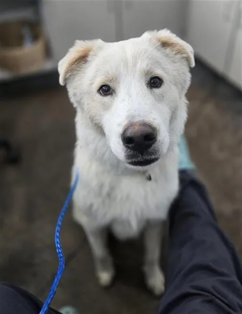 A young large-sized male Mixed Breed dog named Biscuit for adoption in Dallas, TX