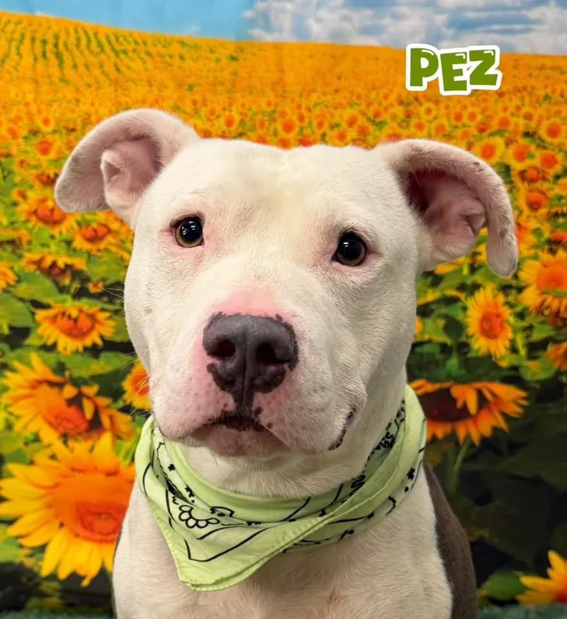 A young large-sized male White / Cream Mixed Breed dog named Pez for adoption in Flint, MI