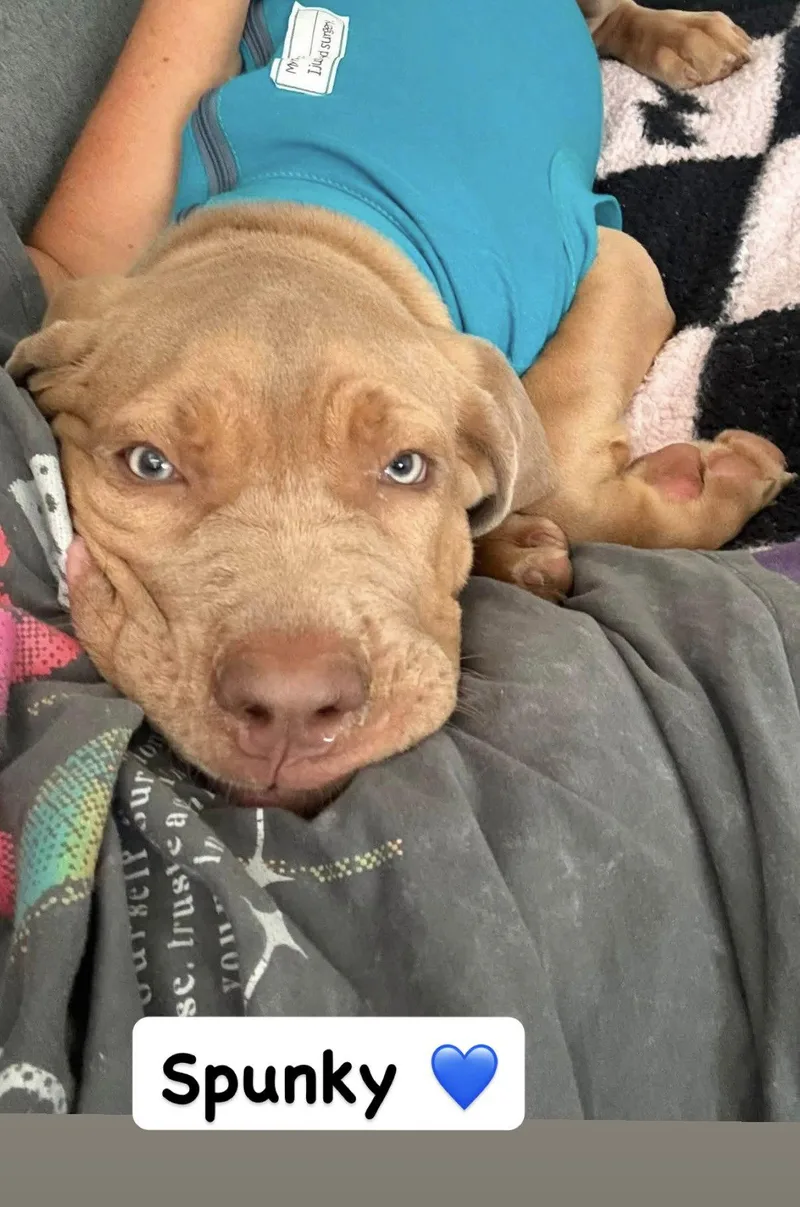 A baby large-sized male American Staffordshire Terrier dog named Spunky for adoption in San Diego, CA