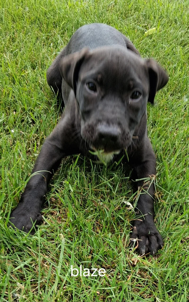 A baby medium-sized male Black Labrador Retriever dog named Blaze for adoption in Urbana, OH