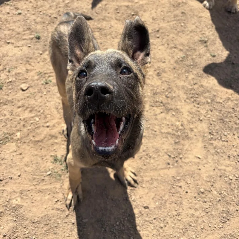 A baby medium-sized male Brown / Chocolate Belgian Shepherd / Malinois dog named Sharkboy for adoption in Flagstaff, AZ