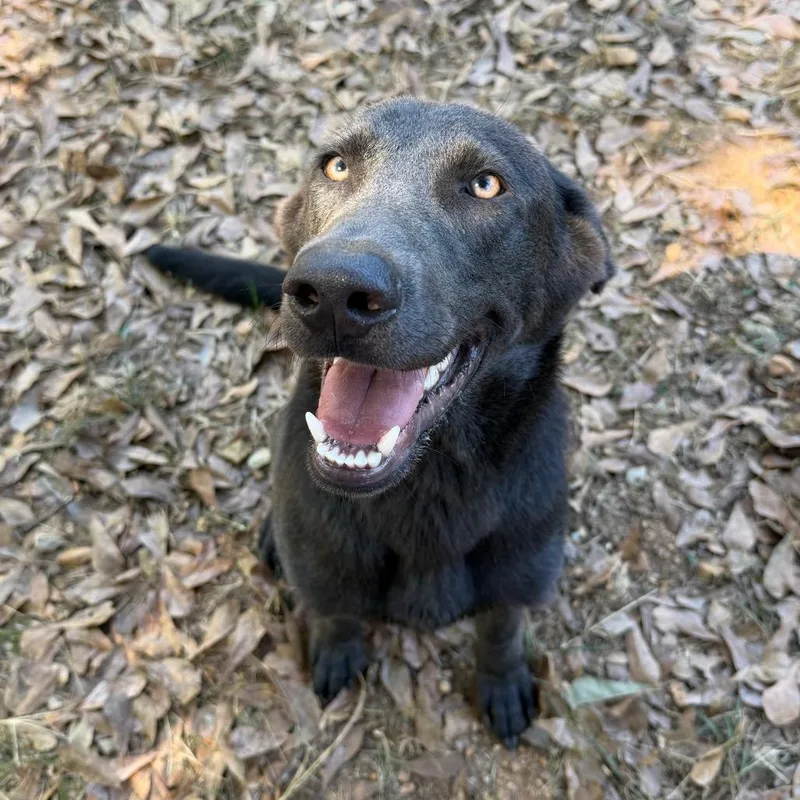 Remington