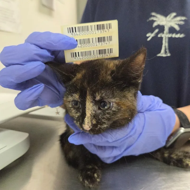 A baby small-sized female Calico Domestic Short Hair cat named Lieutenant Linguini for adoption in Charleston, WV