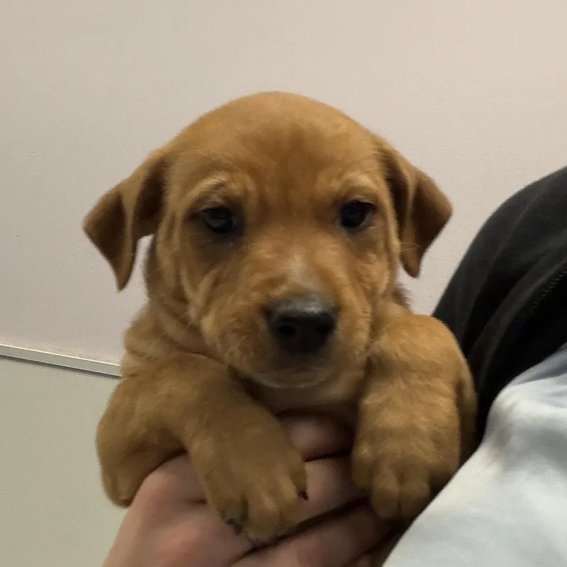 A baby medium-sized female Mixed Breed dog named Baja for adoption in Cooperstown, NY