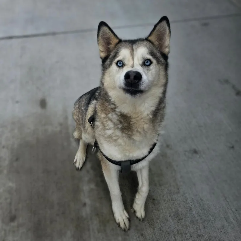 Piper