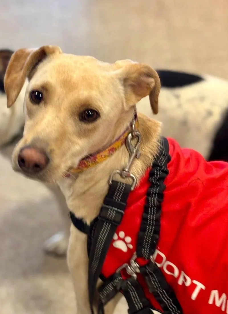 An adult medium-sized female Terrier dog named Sky for adoption in Oakland, CA