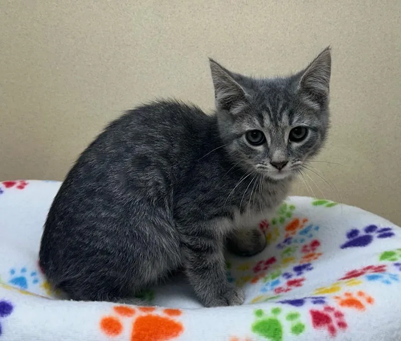 A baby small-sized male Domestic Short Hair cat named Triton for adoption in Washington Court House, OH