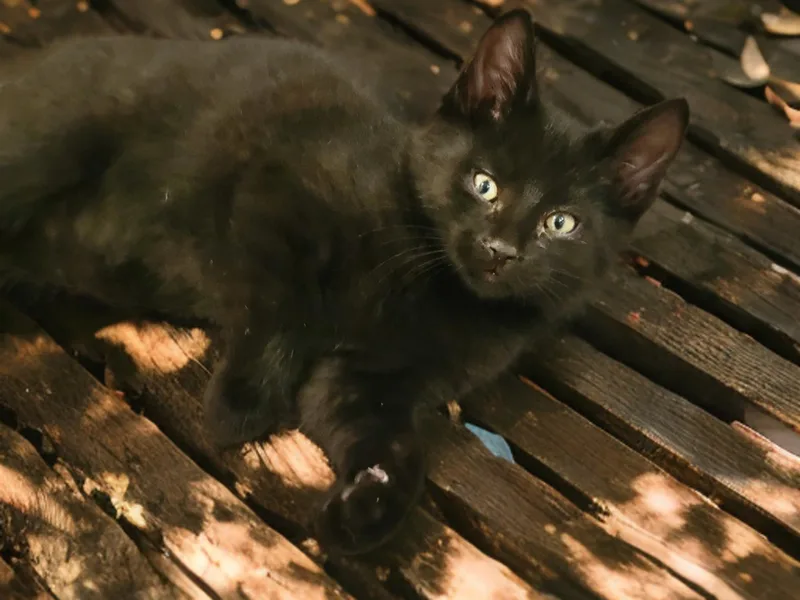 A baby medium-sized male Black Domestic Short Hair cat named Little Man for adoption in OVERLAND PARK, KS