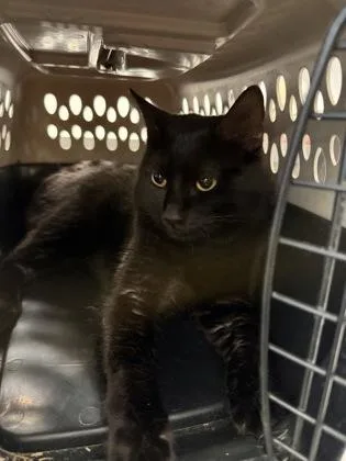 A young small-sized male Domestic Short Hair cat named Aiden for adoption in Shreveport, LA