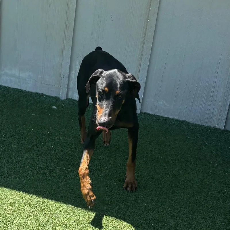 An adult large-sized female Black Doberman Pinscher dog named Ruby for adoption in LOXAHATCHEE, FL