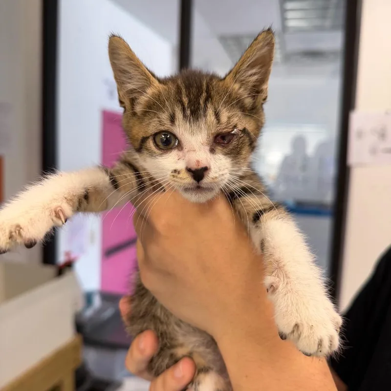 A baby small-sized male Brown / Chocolate Domestic Short Hair cat named Orville for adoption in Austin, TX