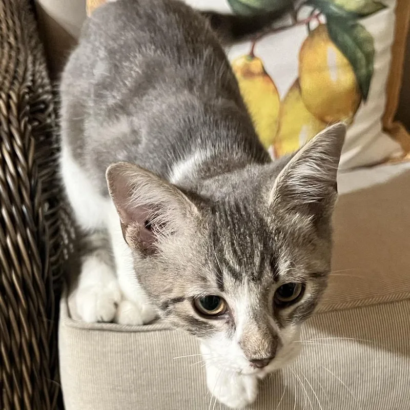 A baby small-sized male Gray / Blue / Silver Domestic Short Hair cat named Orion for adoption in Granville, OH