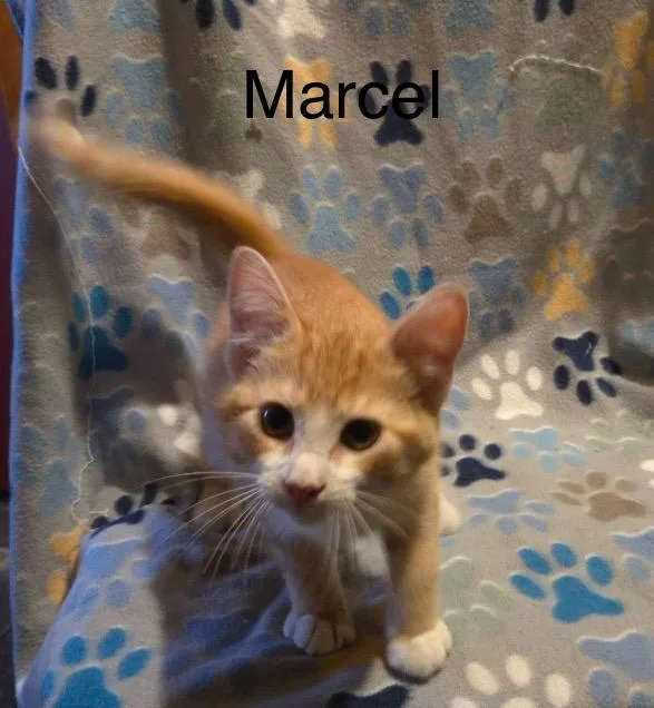 Marcel thumbnail 3