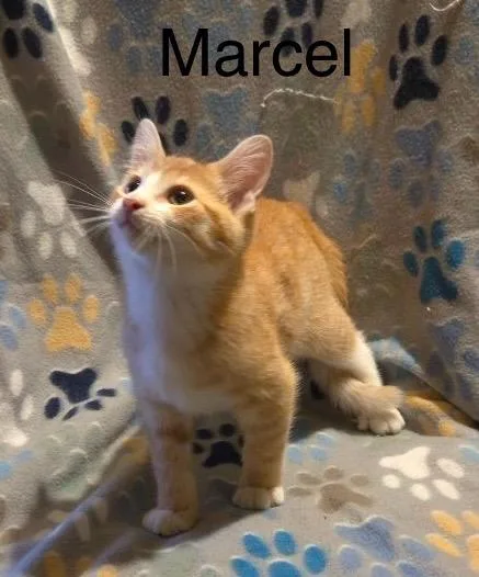 Marcel thumbnail 4