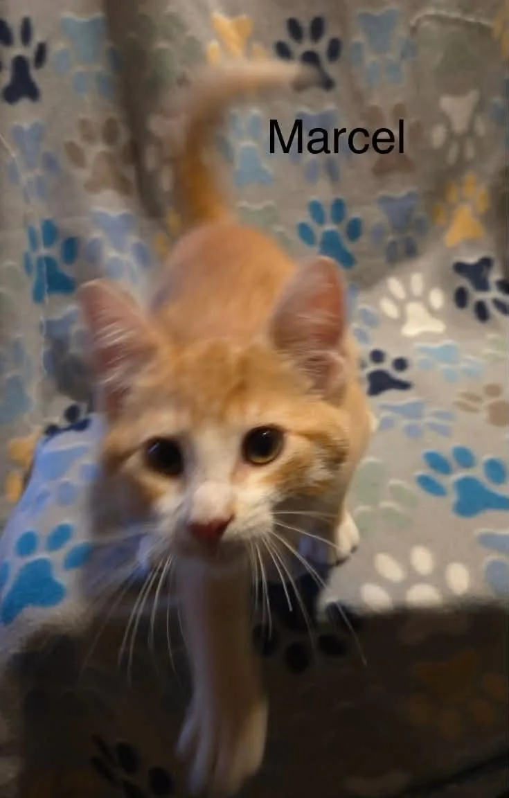 Marcel thumbnail 5