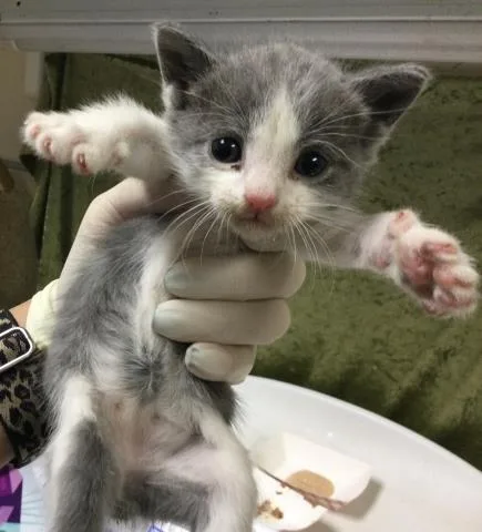 A baby small-sized male Domestic Short Hair cat named Monkey for adoption in Riverside, CA