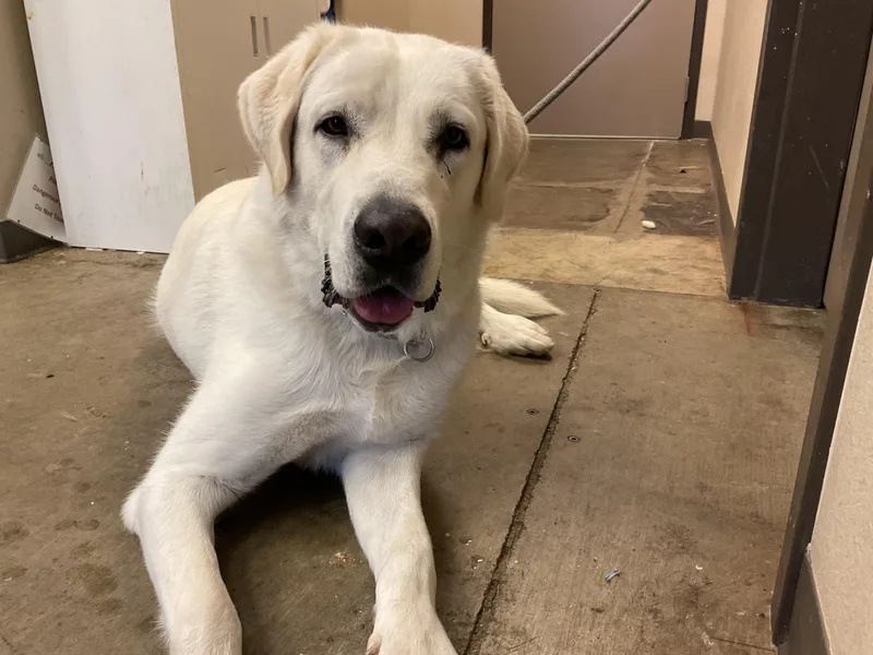An adult large-sized female Great Pyrenees dog named Ruby for adoption in Ontario, CA