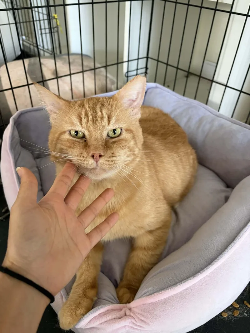 An adult medium-sized male Orange & White Domestic Short Hair cat named Bingo for adoption in Glendale, AZ