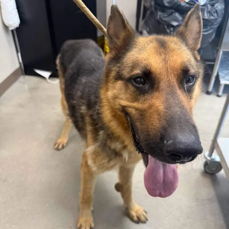 A senior large-sized male Black German Shepherd Dog dog named Blue for adoption in Sand Springs, OK