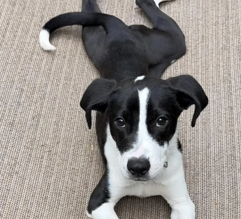 Pita