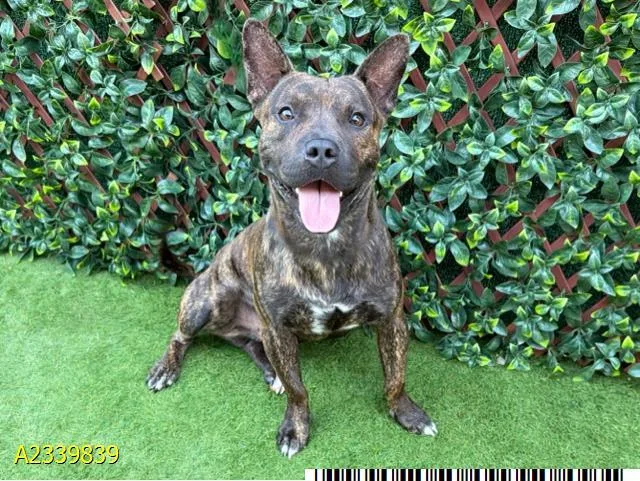 A young small-sized male Mixed Breed dog named Oscar for adoption in West Palm Beach, FL