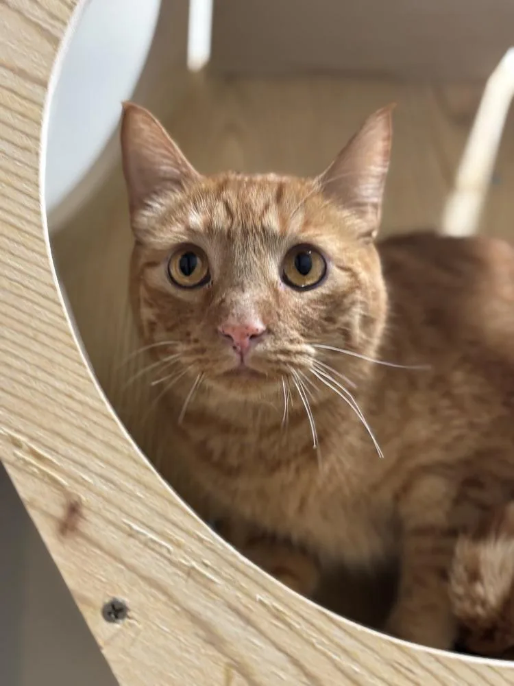 An adult large-sized male Orange & White Tabby cat named Paw McCartney for adoption in Dallas, TX