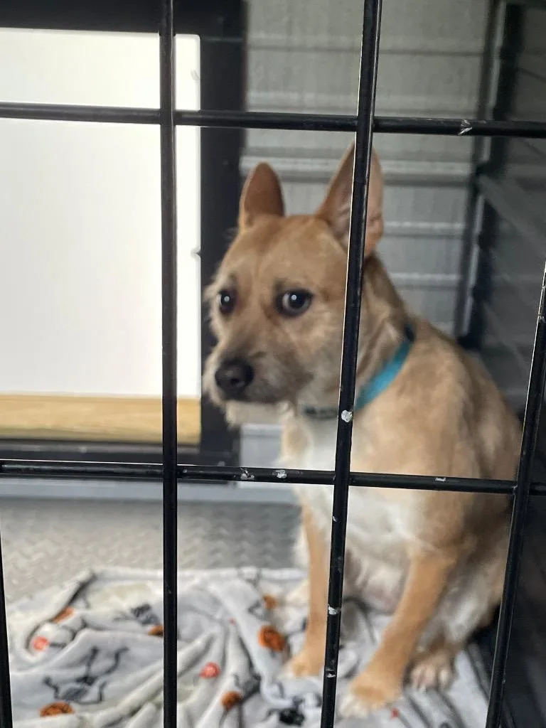 A baby medium-sized female Mixed Breed dog named Bella for adoption in Columbia, TN