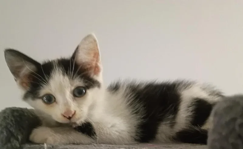A baby medium-sized male Black & White / Tuxedo Domestic Short Hair cat named Milkshake for adoption in Orlando, FL