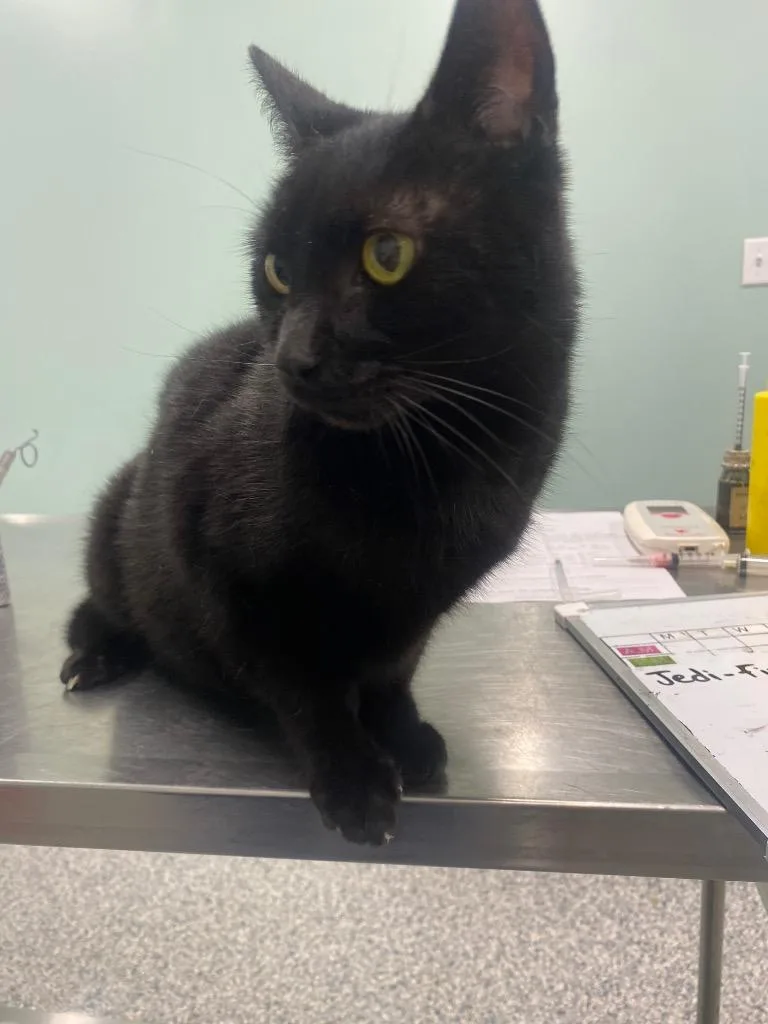 A senior medium-sized male Domestic Short Hair cat named Jedi for adoption in Athens, TN