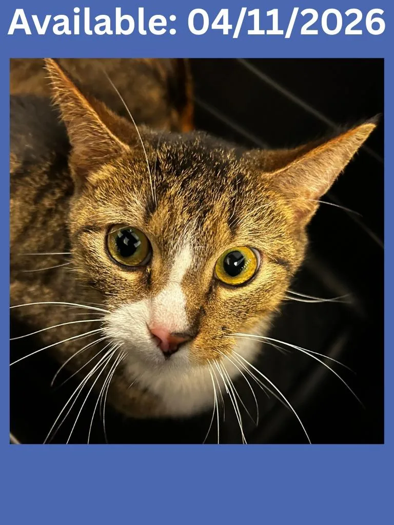 A young medium-sized male Domestic Short Hair cat named Cat Condo for adoption in Greenville, TX