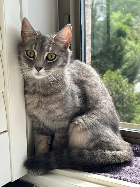 A young medium-sized female Domestic Long Hair cat named Suzie Q for adoption in Leesburg, VA